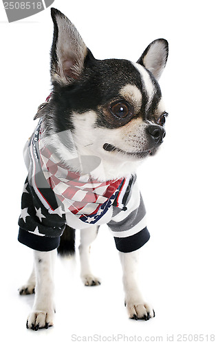 Image of american chihuahua