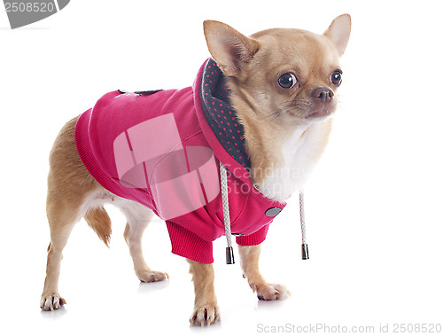 Image of dressed chihuahua