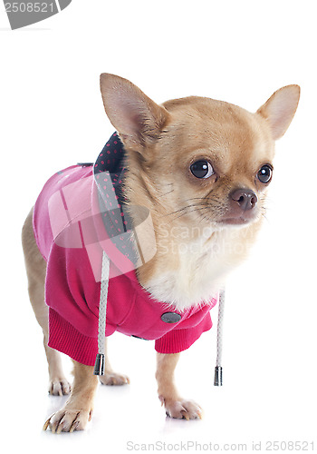 Image of dressed chihuahua