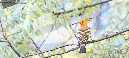 Image of Eurasian Hoopoe