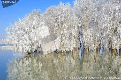 Image of winter trees covered with frost