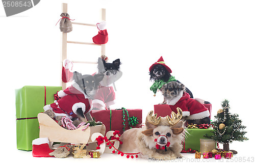 Image of christmas chihuahuas