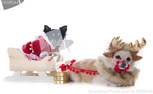 Image of chihuahuas and sledge