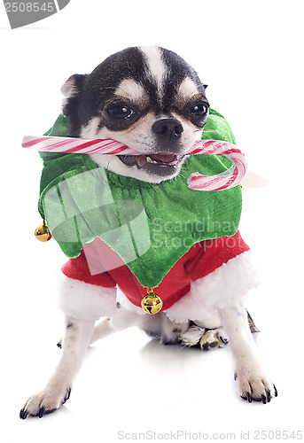 Image of puppy chihuahua and candy