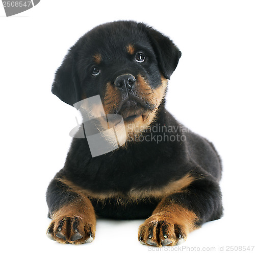 Image of puppy rottweiler