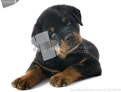 Image of puppy rottweiler