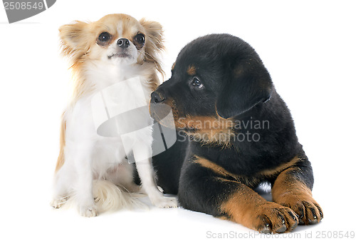 Image of puppy rottweiler and chihuahua