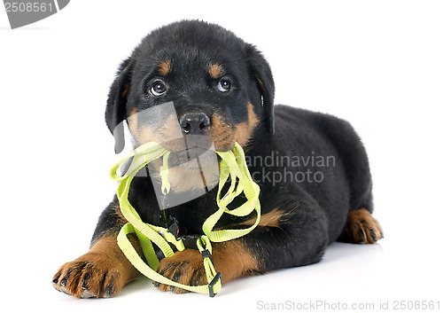 Image of puppy rottweiler and leash