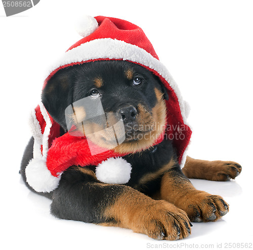 Image of christmas rottweiler