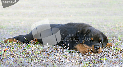 Image of puppy rottweiler