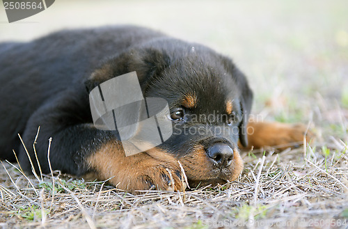 Image of puppy rottweiler