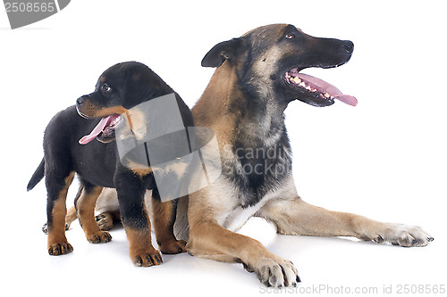 Image of malinois and rottweiler