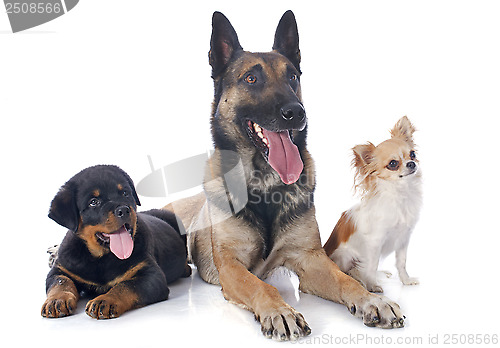 Image of three dogs