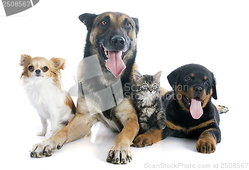 Image of dogs and kitten