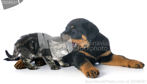 Image of young rottweiler and kitten