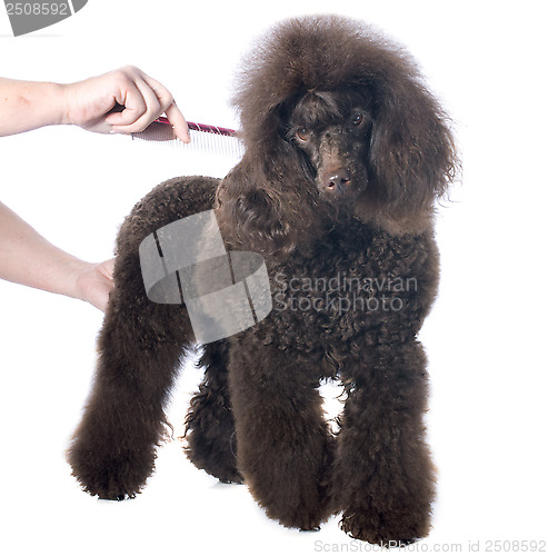 Image of brown poodle and comb