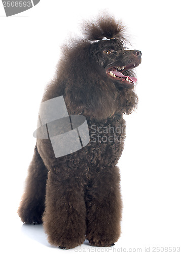 Image of brown poodle 