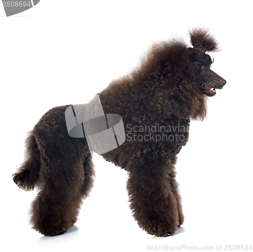 Image of brown poodle 