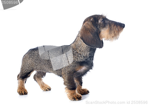 Image of puppy Wire haired dachshund