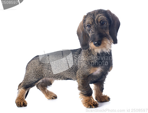 Image of puppy Wire haired dachshund