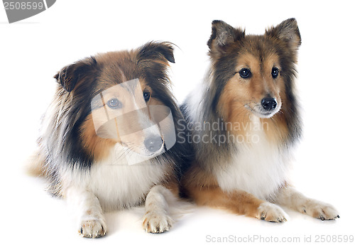 Image of shetland dogs