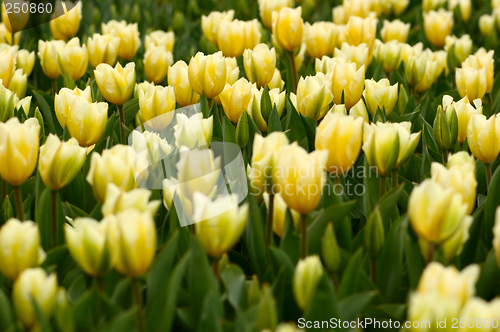 Image of tulips beauty