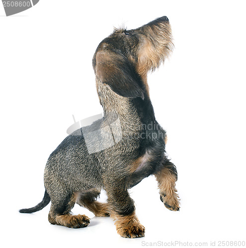 Image of puppy Wire haired dachshund