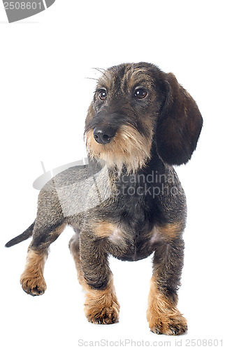 Image of puppy Wire haired dachshund