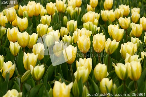 Image of tulips beauty