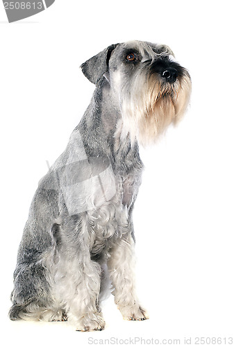 Image of standard schnauzer