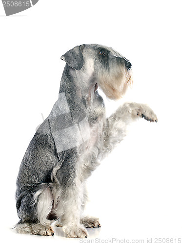 Image of standard schnauzer