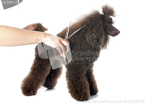 Image of poodle and scissors