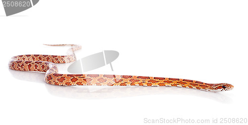 Image of corn snake