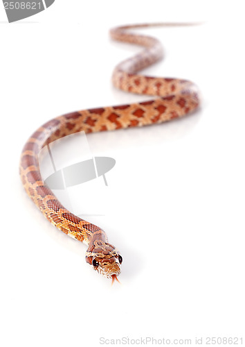 Image of corn snake