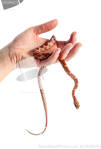 Image of corn snake in hand