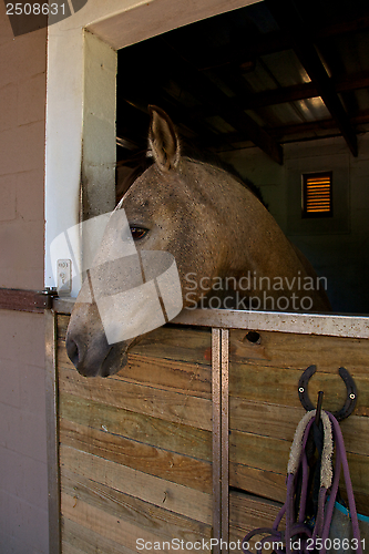 Image of Horse, stable