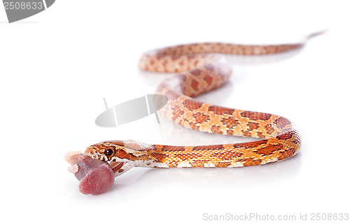 Image of eating corn snake