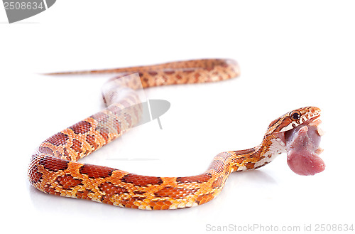 Image of eating corn snake