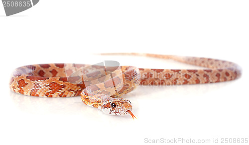 Image of corn snake