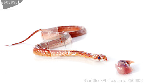 Image of eating corn snake