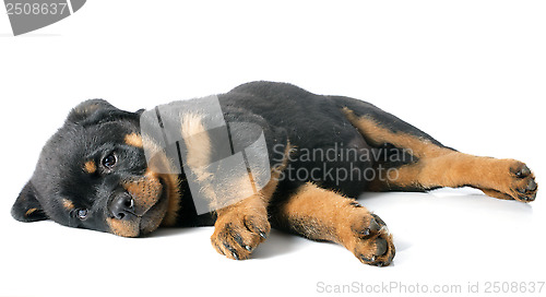 Image of puppy rottweiler