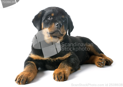 Image of puppy rottweiler