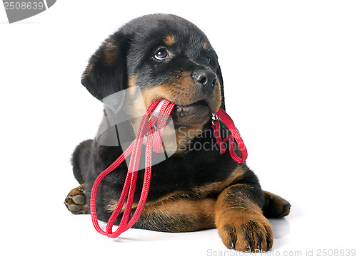 Image of rottweiler and leash