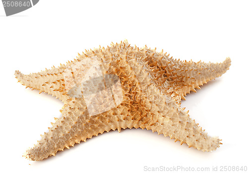 Image of starfish