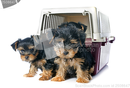 Image of puppies yorkshire terrier