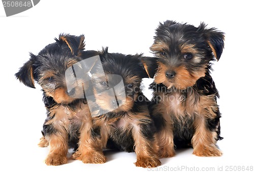 Image of puppies yorkshire terrier