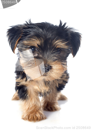 Image of puppy yorkshire terrier