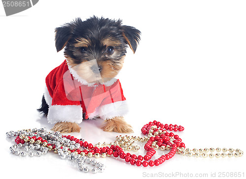 Image of puppy yorkshire terrier