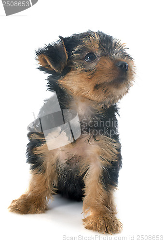 Image of puppy yorkshire terrier
