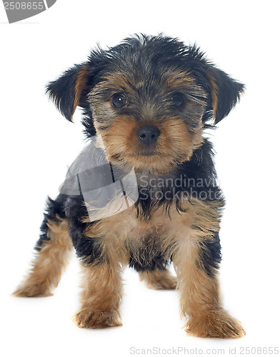 Image of puppy yorkshire terrier